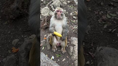 Funny monkey #49
