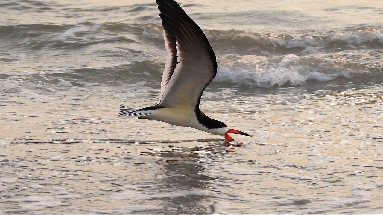 Skim the Waves: Black Skimmers in Mating Season