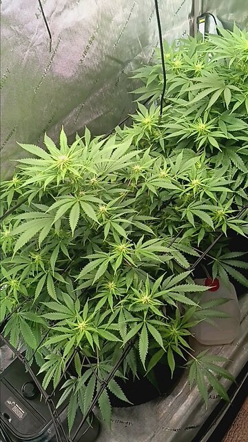 Wedding cheesecake week 11 day 1