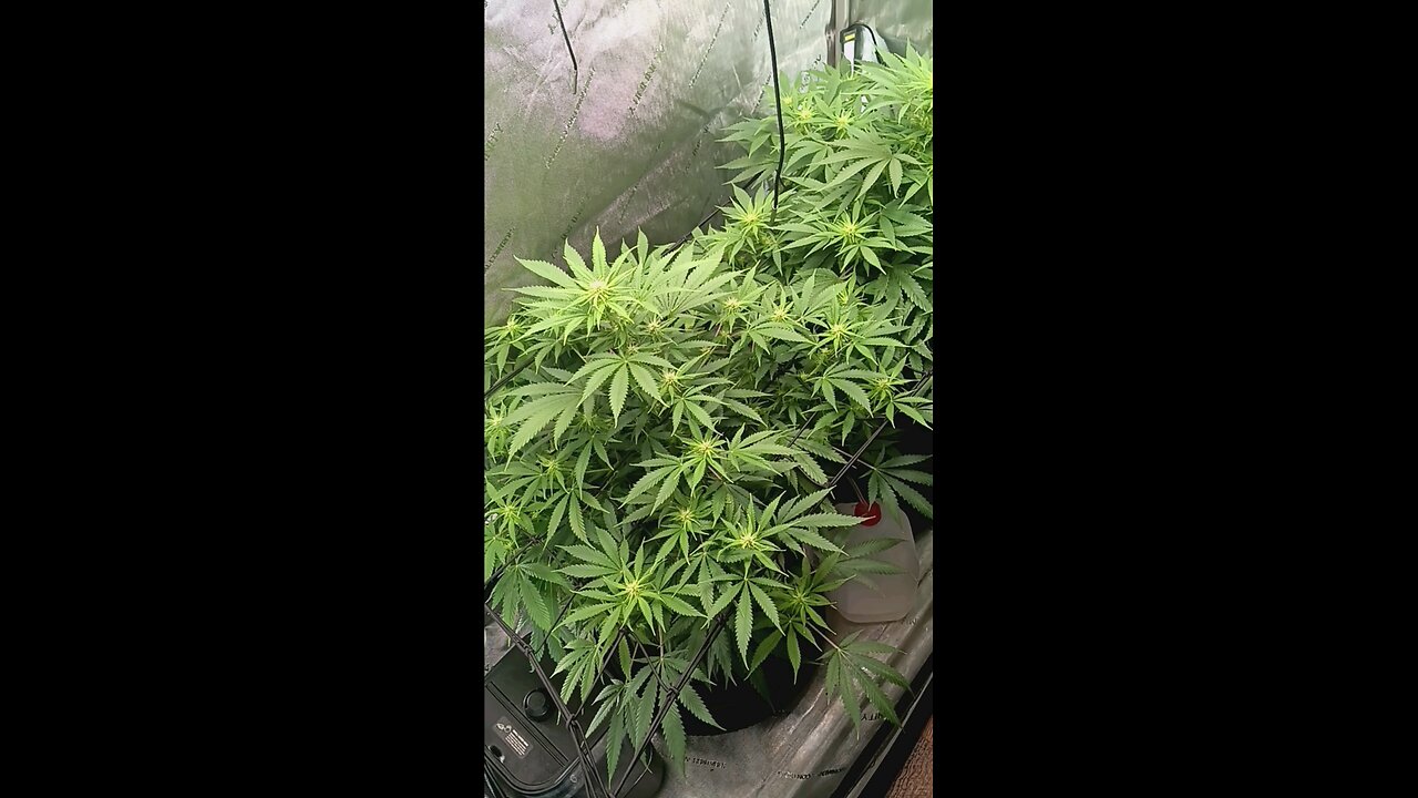 Wedding cheesecake week 11 day 1