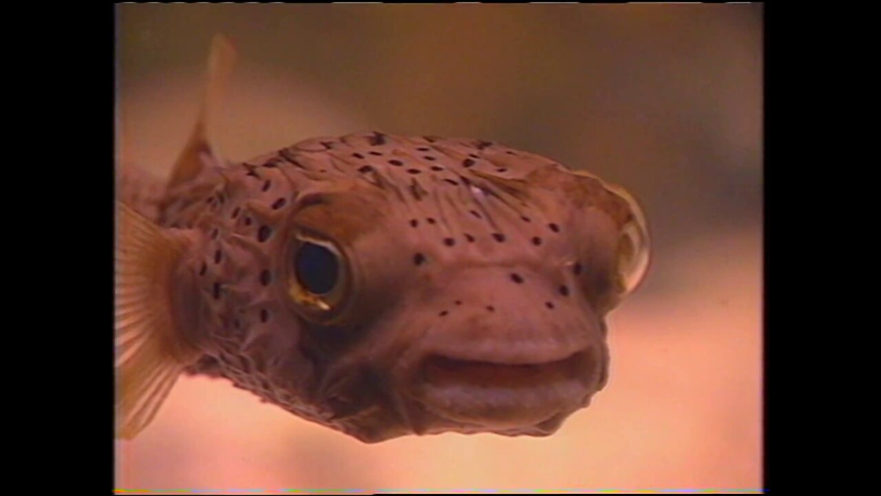 [Free Locals Show] MRP Grab Bag: Gaming + Special Surprise Riff!