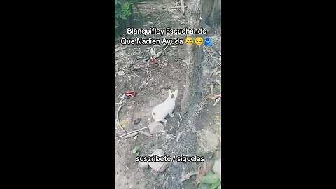 blanquifley Escuchando Que Nadien Ayuda 😅 #fyp #viral #video