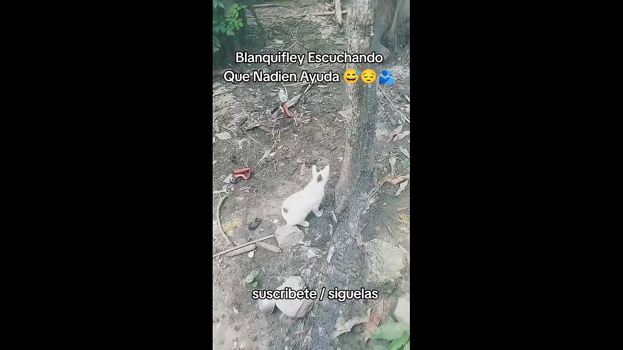 blanquifley Escuchando Que Nadien Ayuda 😅 #fyp #viral #video
