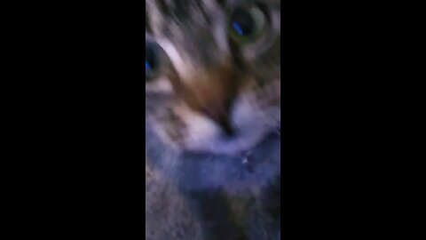 CAT DANCE!!!
