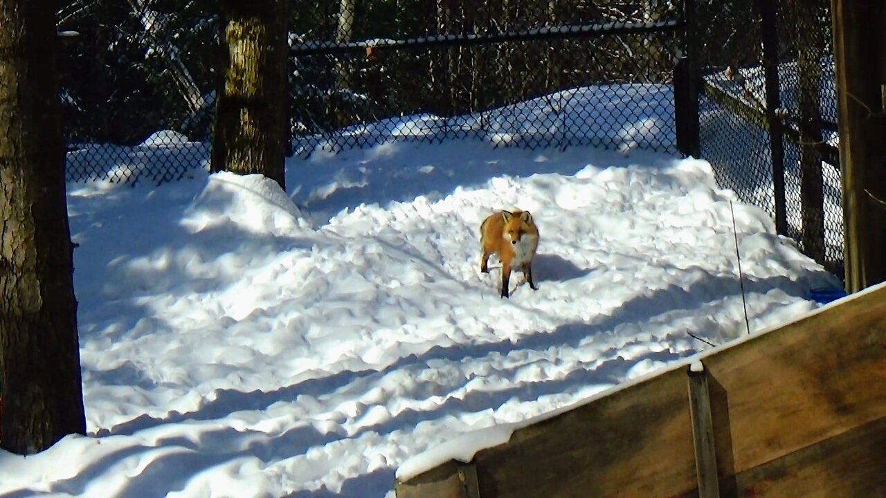 Blind Red Fox