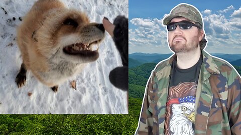 Finnegan Fox Talks Lots And Pick Pockets! (SaveAFox) - Reaction! (BBT)