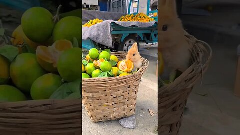The rabbit steals oranges and is discovered by the boss. Cute pet debut plan. Rabbit. Pastoral c