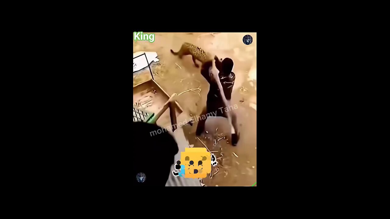 animal attack video