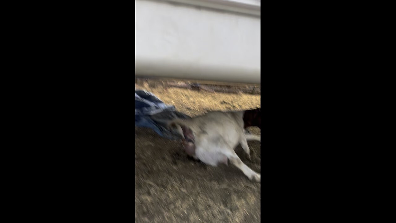 New baby goats