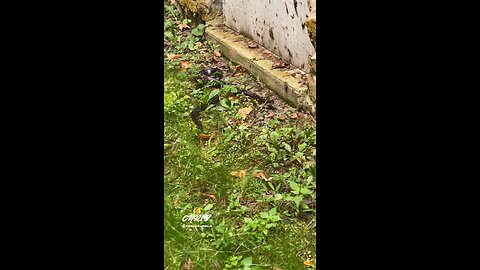 6 FOOT SNAKE!