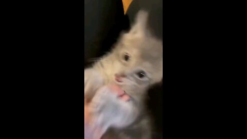 Compilation Cat Funny