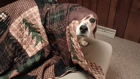Bandit