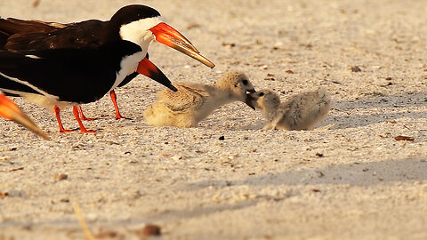 Kids Will Be Kids - Sibling Rivalry