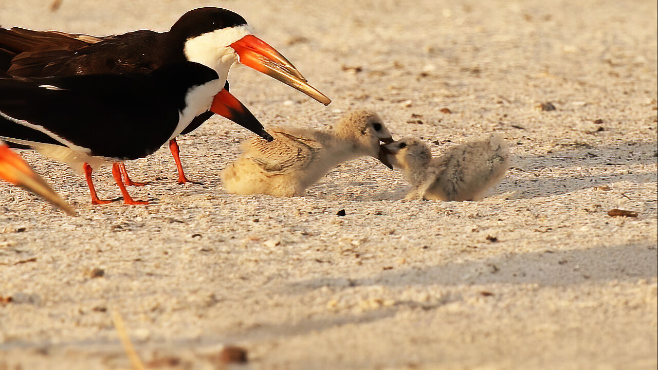 Kids Will Be Kids - Sibling Rivalry