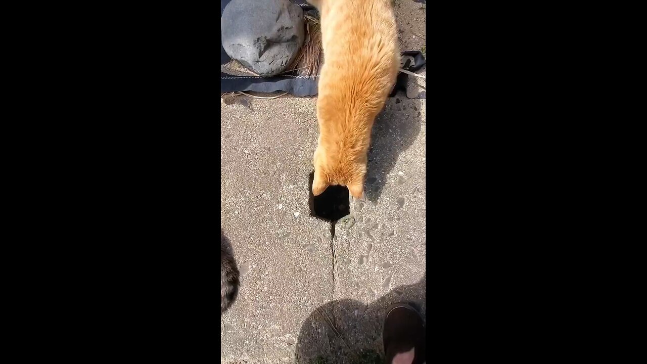 Cut