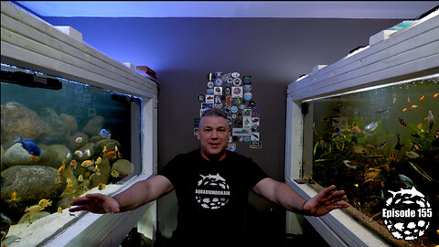 Rescaping 600 Gallon Asian Jungle Aquascape: Fish Behavior Before/After
