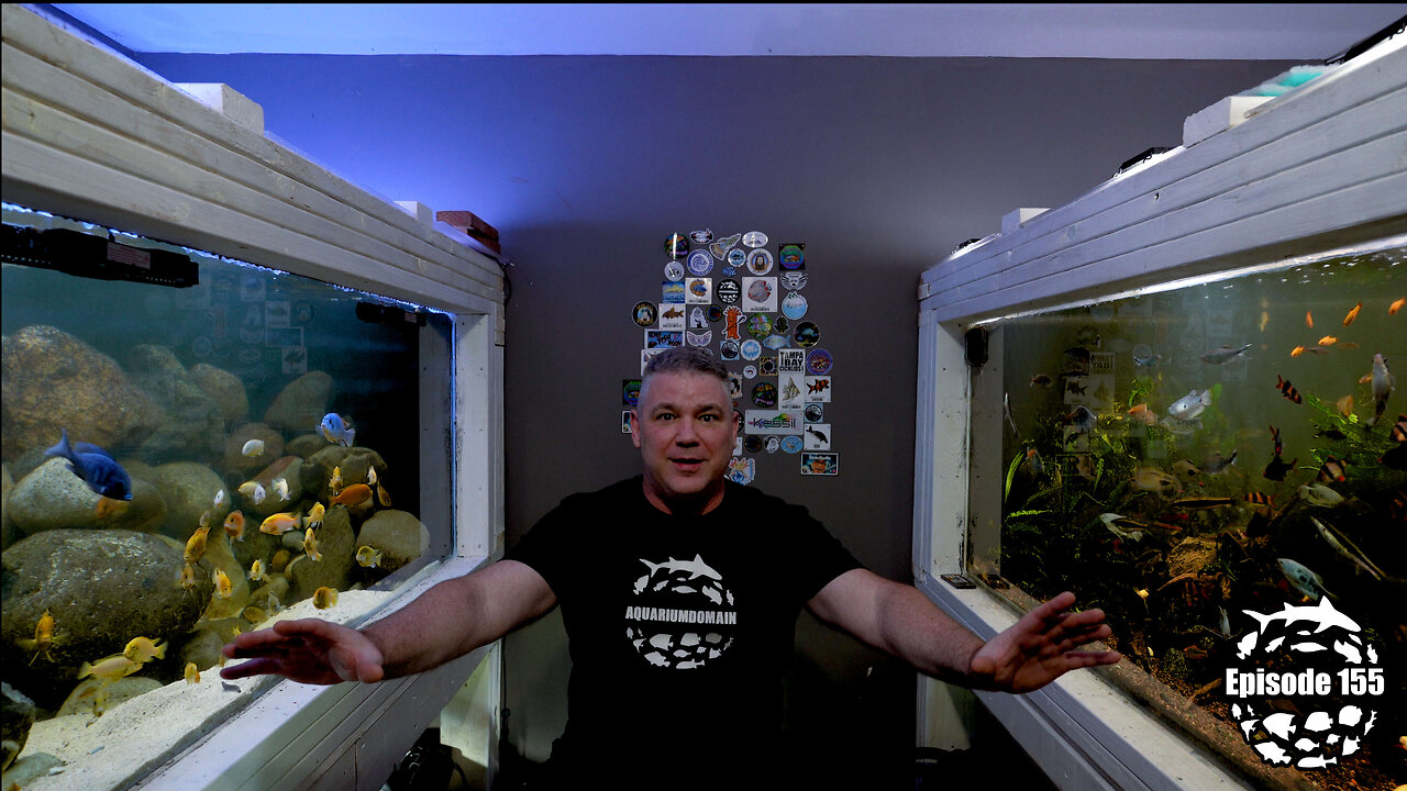 Rescaping 600 Gallon Asian Jungle Aquascape: Fish Behavior Before/After