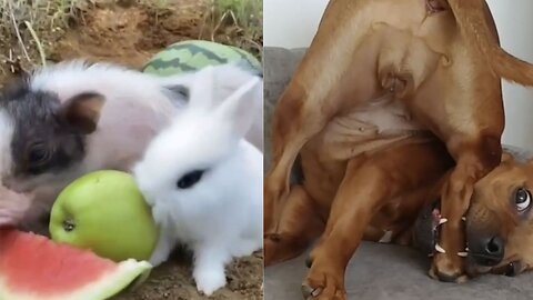 funny four-legged pets