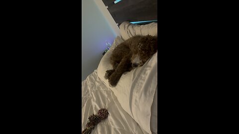 Sleepy Pup 🐶 💤