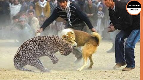 BATTLE BETWEEN A DOG AND A LEOPARD, WHO WILL WIN ?