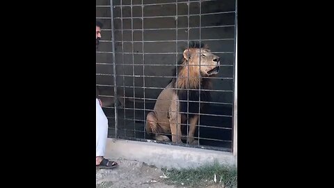 A Man Having Fun With A Lion 🦁