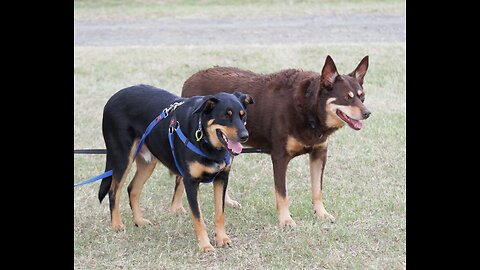 Dog Trials Easter Weekend 2025