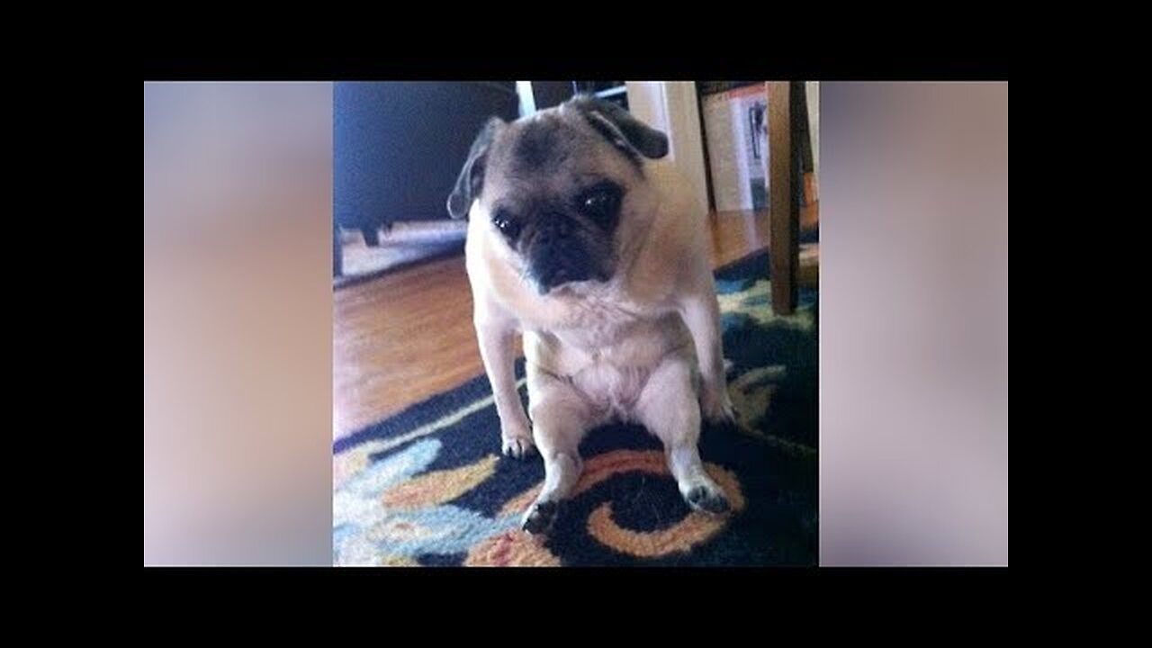 OMG you'll DIE LAUGHING - Super FUNNY ANIMAL VIDEOS