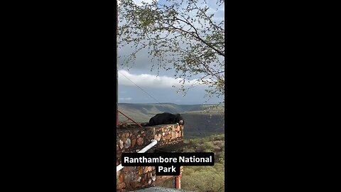 Ranthambore Nation Park Bear 🐻 sleep on Ranthambhore Fort