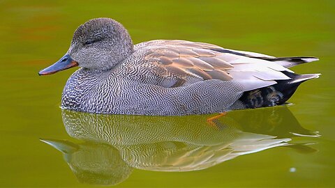 Mr. Gadwall Duck #4 is NOT a Morning Duck. He Can Barely Keep His Eyes Open