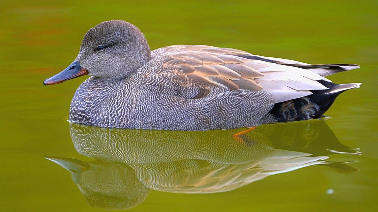Mr. Gadwall Duck #4 is NOT a Morning Duck. He Can Barely Keep His Eyes Open