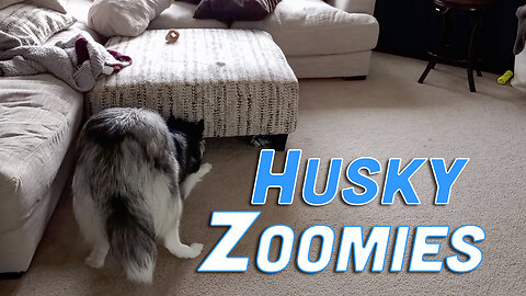 Husky Dog Gets Zoomies When Cat Hides Under the Ottoman - Siberian Husky Titan