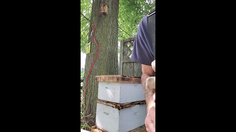 🐝 Checkin da Tree Swarm Hive