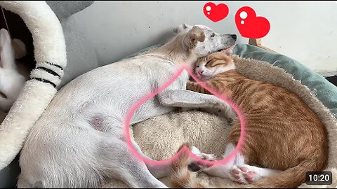 So funny! The animals brought their babies to a party, and Lucky helped everyone take care of them.