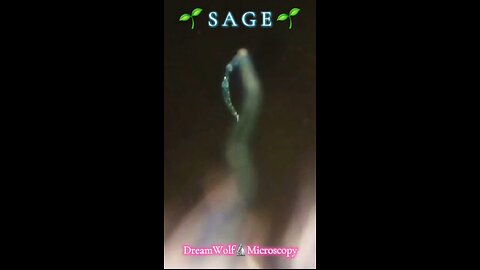 Spawning QuantumDOTS dusted into all plants 🌫✈️