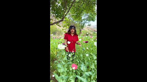 opium growth