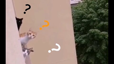 😹0% Common Sense🐶100% Chaos - Animal Edition😄 #4