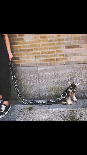 the canine transformers