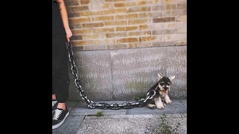 the canine transformers