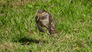 IECV NV #770 - House Sparrow Gathering Nesting's 3-30-2019