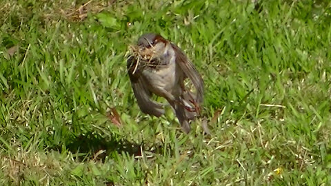 IECV NV #770 - House Sparrow Gathering Nesting's 3-30-2019