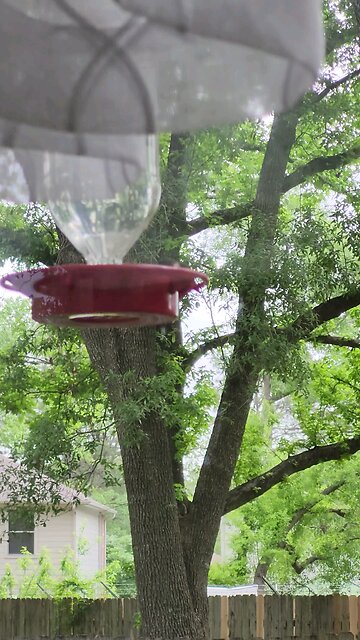 2 cups water, 1/2 cup sugar