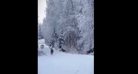 Its Christmas Season Once Again LOL!!!!