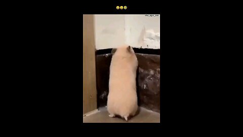 तुम्हारी हिम्मत कैसे हुई