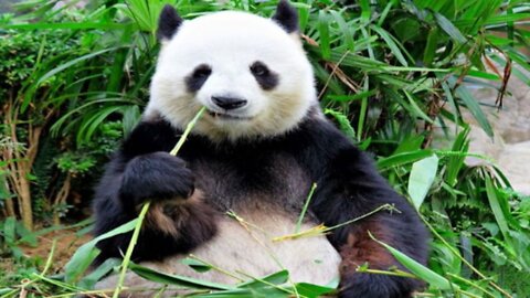 Funny animals, best videos