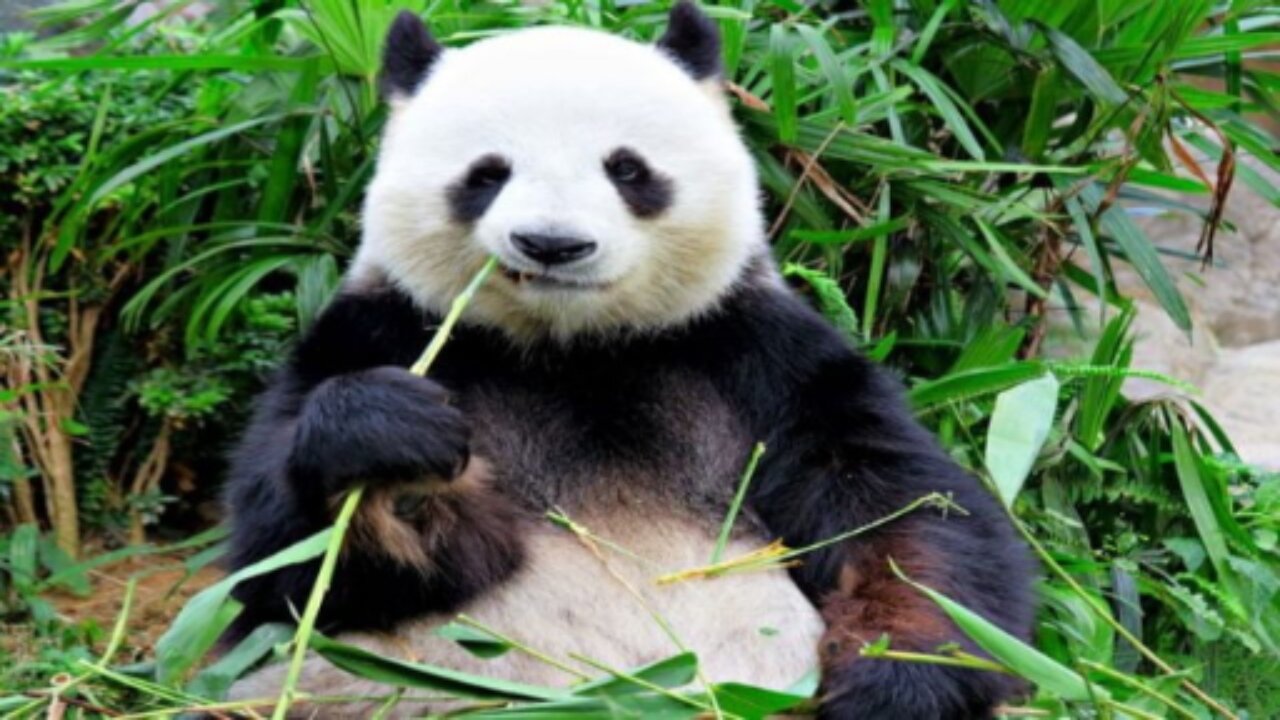 Funny animals, best videos