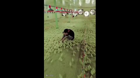 Chicks also have feelings ❤️