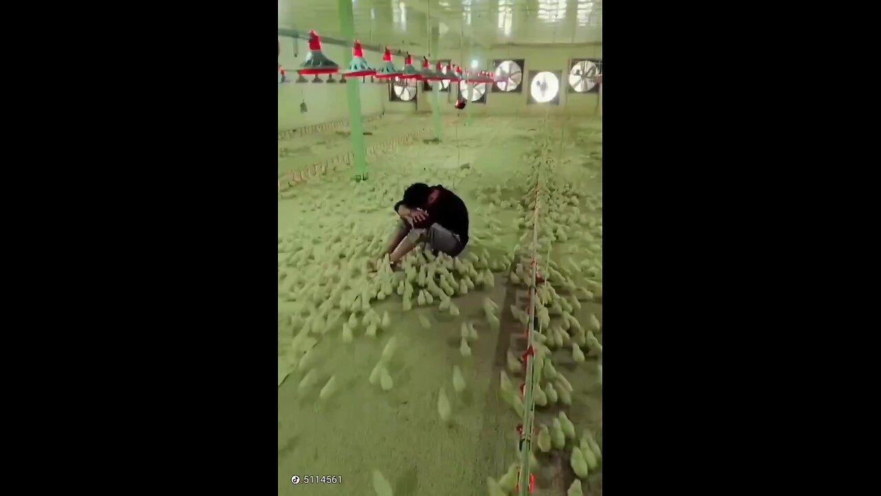 Chicks also have feelings ❤️