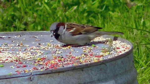 IECV NV #791 - House Sparrows Eating Seeds At The Old Wash Basin 4-2-2019