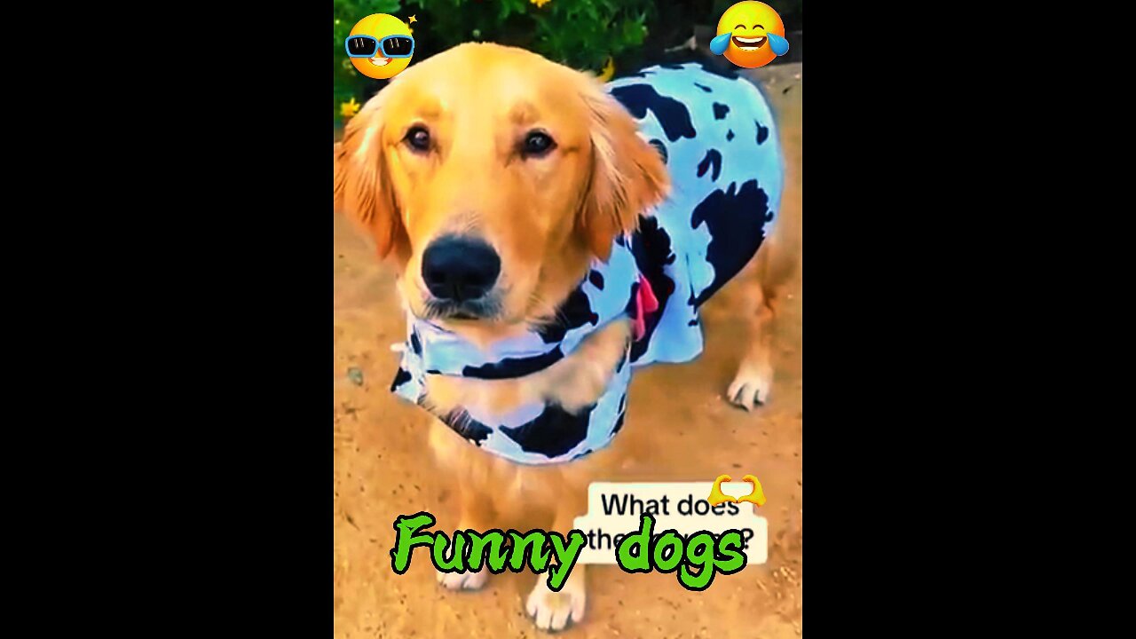 Funny Favorite Dogs