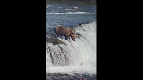 bear catching fish